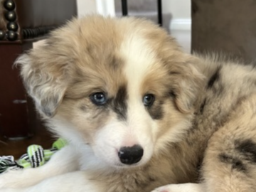   : Pippin 