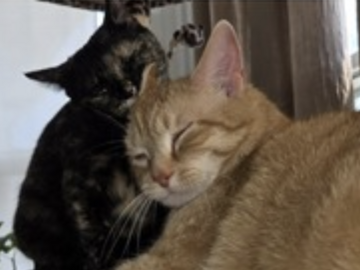   : King Kitty and Lil Bit