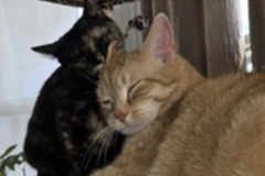   : King Kitty and Lil Bit