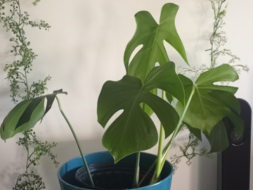 Sales: Monstera