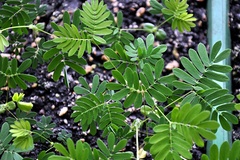 Sales: Mimosa pudica 12 graines (plante sensitive)