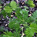 Vente: Mimosa pudica 12 graines (plante sensitive)