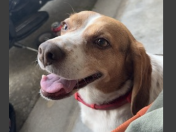   : Lola