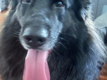   : Bear