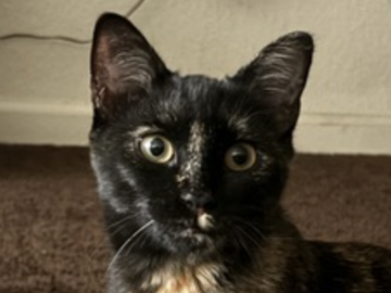   : Ivy