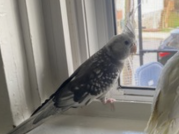   : Cleo