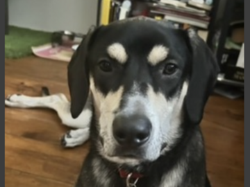   : Milo