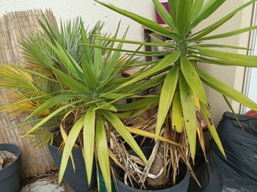 Vente: Yucca extérieur 