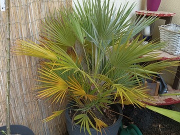 Vente: Chamaerops humilis palmiers 