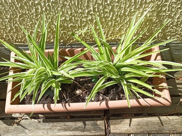 Vente: Chlorophyton chevelu