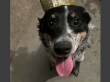   : Rex 