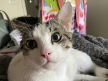  : Casper Noodles 