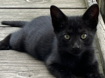   : Roxie