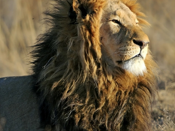 Selling: LIONS GATE PORTAL ENERGY WORK