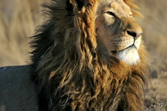 Selling: LIONS GATE PORTAL ENERGY WORK