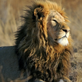 Selling: LIONS GATE PORTAL ENERGY WORK