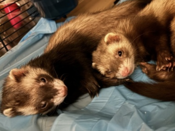  : Zelda and Cinnamon 