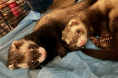   : Zelda and Cinnamon 