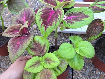 Vente: Coleus