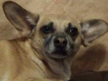   : Bruno