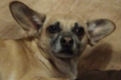   : Bruno