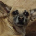  : Bruno