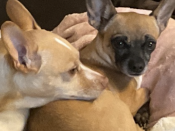   : Juju and Vlad