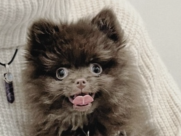   : Bear