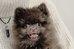   : Bear