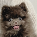   : Bear