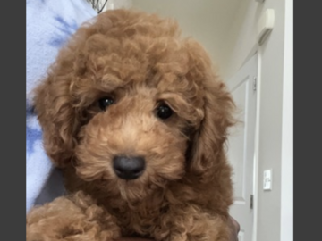   : Simba