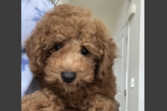   : Simba