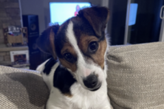   : Bella