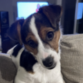   : Bella