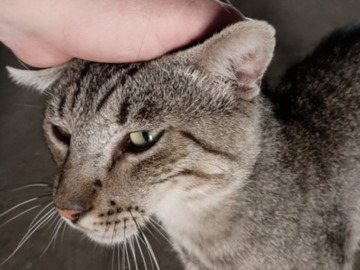   : The Cat