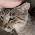   : The Cat