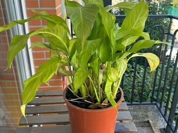 Don: Don plante spathiphyllum
