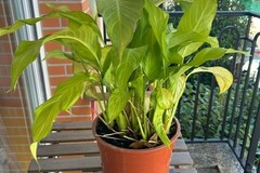 Giving away: Don plante spathiphyllum