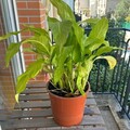 Giving away: Don plante spathiphyllum