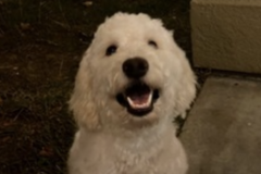   : Daisy