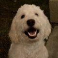  : Daisy