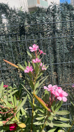 Lauriers rose 