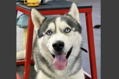   :  Blu