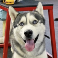   :  Blu
