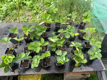 Vente: Fragaria xananassa ( fraisier ) 