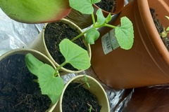 Vente: Plant de melon 