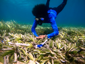 Beach & Water Excursions: Snorkeling: Marine Protected Sea Grass