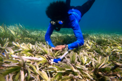 Beach & Water Excursions: Snorkeling in Marine Protected Areas | Velondriake (Andavadoaka)