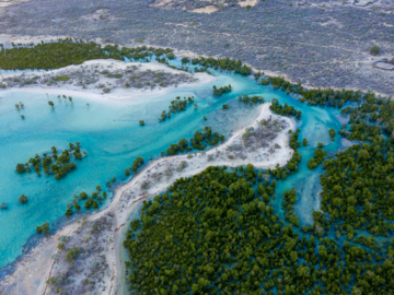 Beach & Water Excursions: Explore Marine Protected Mangroves | Velondriake (Andavadoaka)