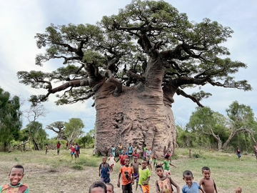 Single-day Packages: Explore Giant Baobabs in Morombe | Velondriake (Andavadoaka)
